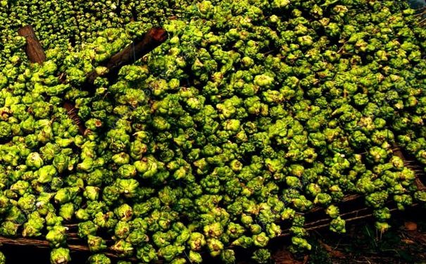 榨菜头要腌制多久？榨菜头坛子腌多久能吃？(2)