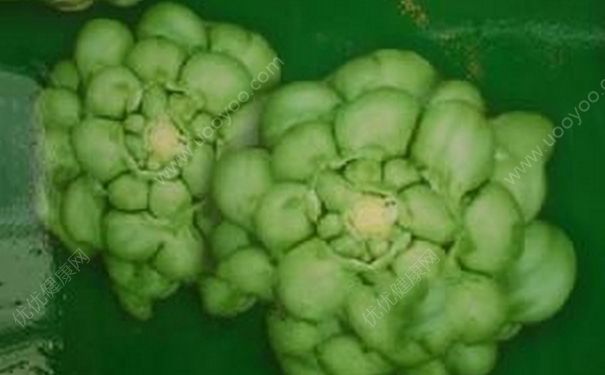 榨菜头要腌制多久？榨菜头坛子腌多久能吃？[多图]