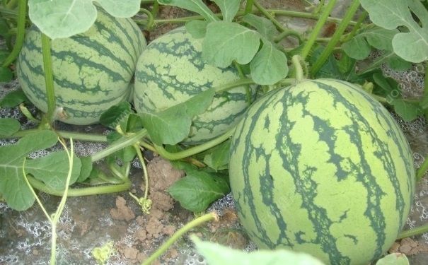 西瓜和什么不能一起吃？西瓜和什么相克？[多图]