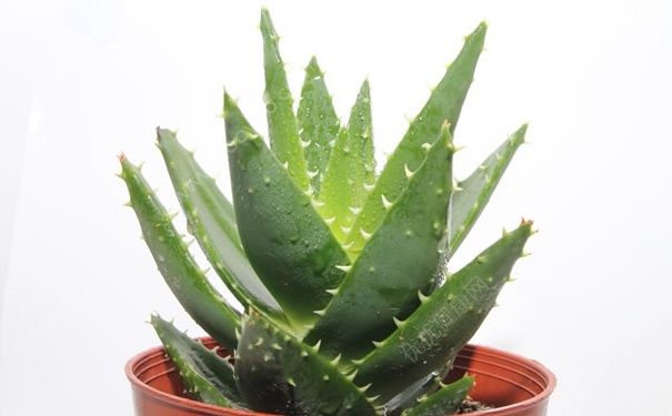 新鲜芦荟怎么做面膜？新鲜芦荟可以直接涂在脸上吗？(1)