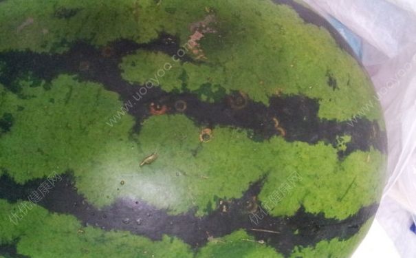 西瓜有没有打药？西瓜打药了是什么样子？(4)