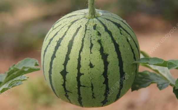 果冻西瓜怎么做？西瓜果冻的做法(2)