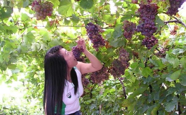 葡萄有点苦是坏了吗？葡萄有点苦是怎么回事？[多图]