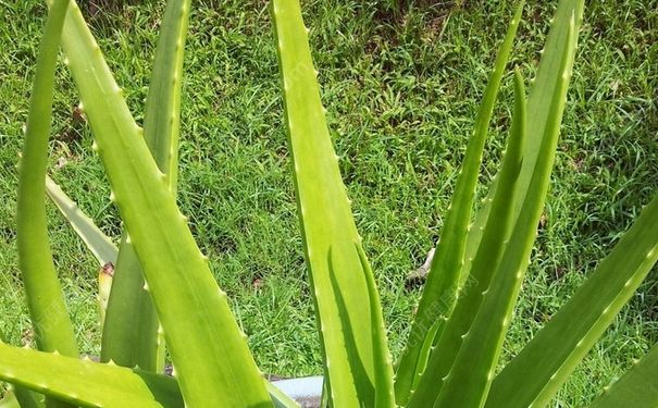 芦荟能淡化疤痕吗？芦荟对妊娠纹有作用没？(3)