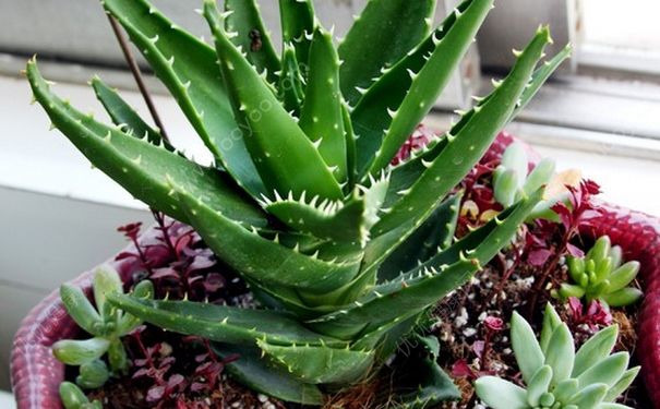 芦荟对烫伤有用吗？烫伤用芦荟可以吗？(1)