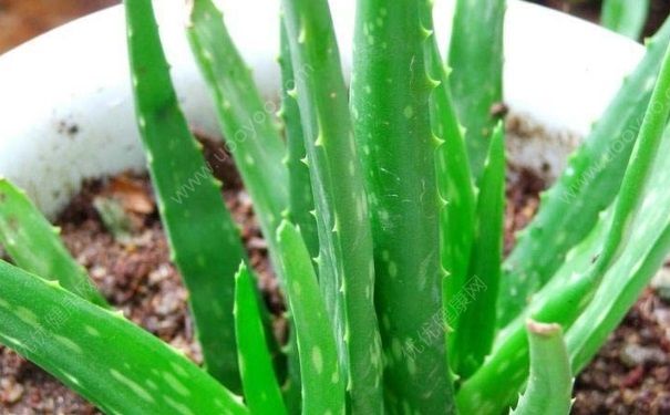 芦荟对烫伤有用吗？烫伤用芦荟可以吗？(3)