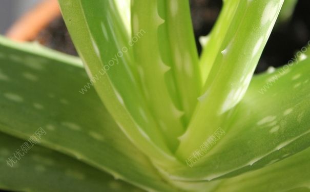 芦荟能淡化疤痕吗？芦荟对妊娠纹有作用没？(1)