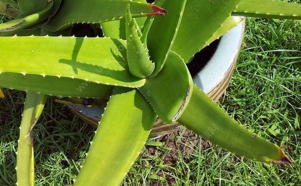 芦荟能治湿疹吗？芦荟对湿疹有效吗？(2)
