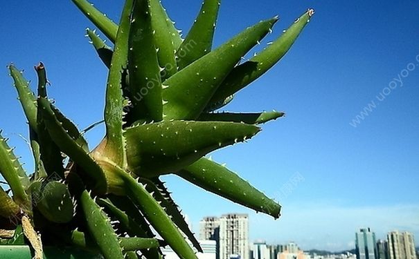 芦荟对烫伤有用吗？烫伤用芦荟可以吗？(2)