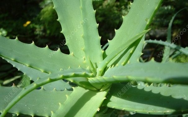 芦荟对烫伤有用吗？烫伤用芦荟可以吗？(4)