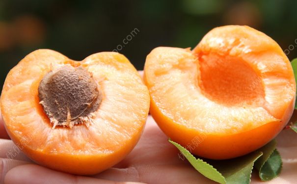 杏子怎么洗才干净？杏子的清洗方法有哪些？[多图]