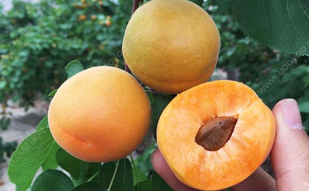 杏子核怎么吃？杏子核吞了怎么办？(3)