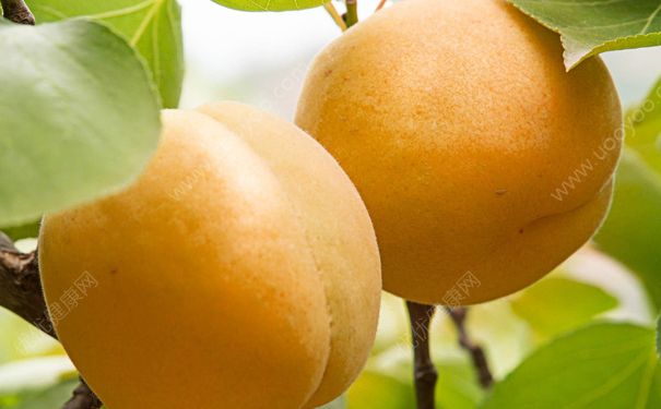 杏子太酸怎么办？杏子怎么吃才不酸？(2)