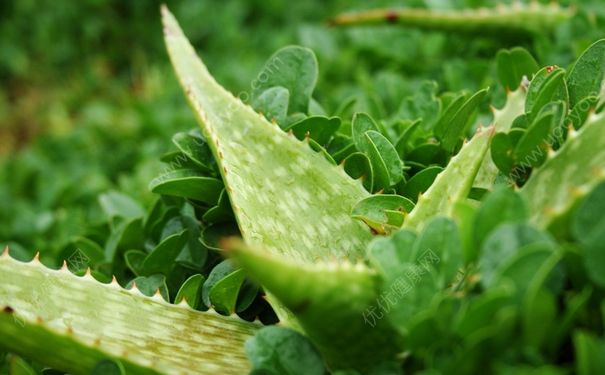 芦荟治痱子吗？芦荟能治痱子吗？(3)