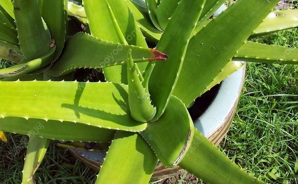 芦荟治痱子吗？芦荟能治痱子吗？(2)