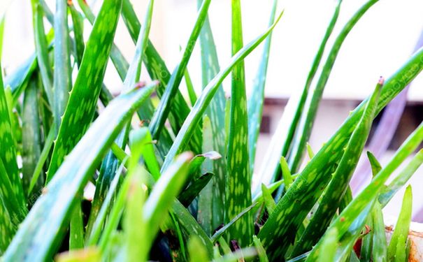 芦荟能治蚊虫叮咬吗？芦荟能治蚊子咬吗？(3)