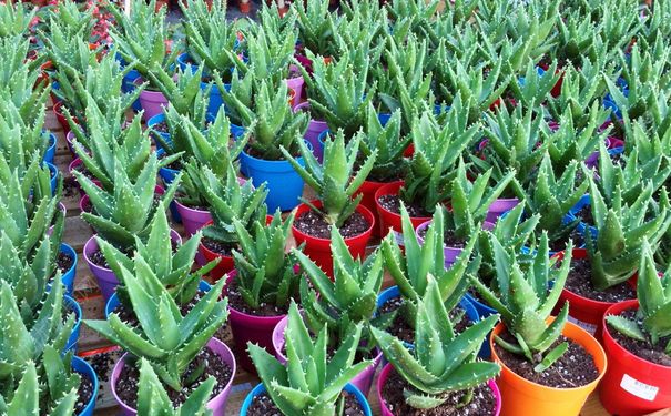 芦荟能治蚊虫叮咬吗？芦荟能治蚊子咬吗？(4)