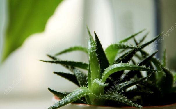 芦荟能治蚊虫叮咬吗？芦荟能治蚊子咬吗？(2)