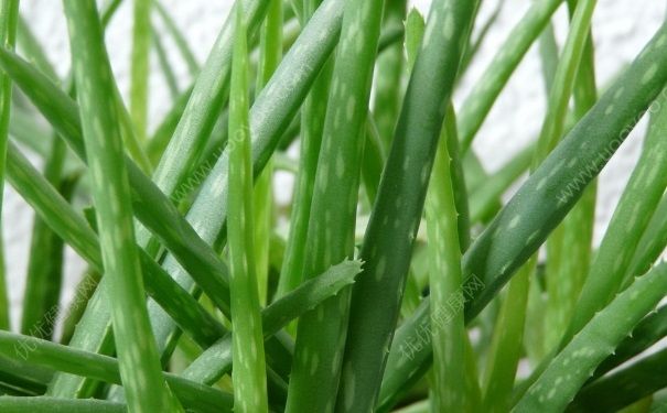芦荟治狐臭吗？芦荟可以治狐臭吗？(2)