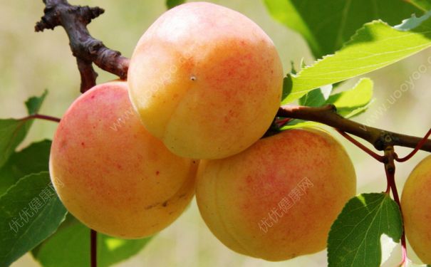 杏子可以泡水喝吗？杏子怎么泡水喝？[多图]