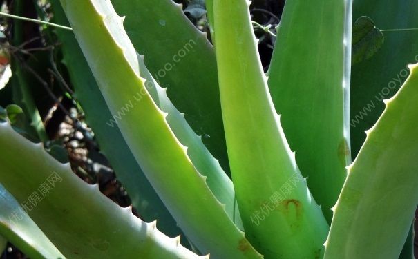 芦荟治狐臭吗？芦荟可以治狐臭吗？(1)