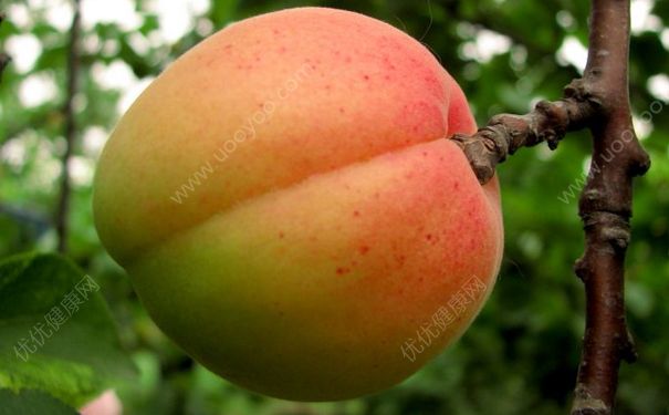 杏子可以泡水喝吗？杏子怎么泡水喝？(3)