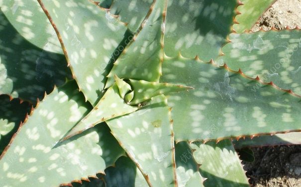 芦荟治狐臭吗？芦荟可以治狐臭吗？(4)