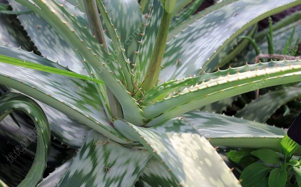 芦荟治痱子吗？芦荟能治痱子吗？(4)