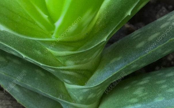 芦荟治狐臭吗？芦荟可以治狐臭吗？(3)