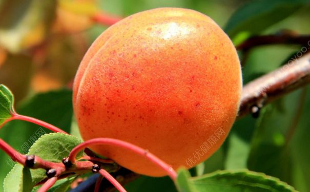 杏子可以泡水喝吗？杏子怎么泡水喝？(4)