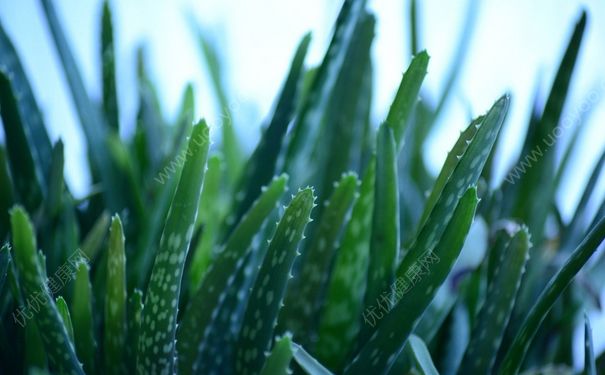 芦荟治痱子吗？芦荟能治痱子吗？(1)