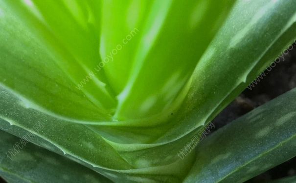 芦荟能治蚊虫叮咬吗？芦荟能治蚊子咬吗？(1)