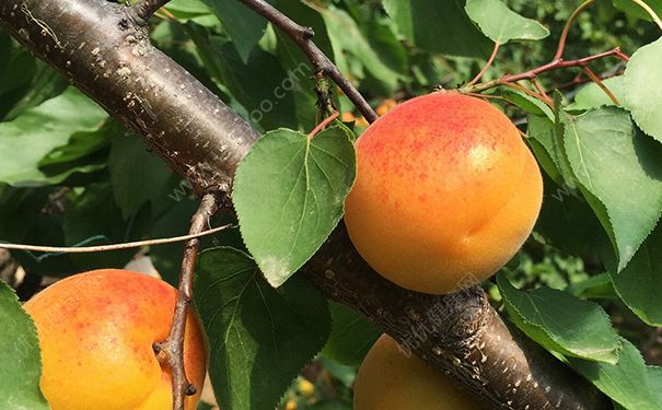杏和黄瓜能一起吃吗？杏子和黄瓜一起吃好不好？[多图]