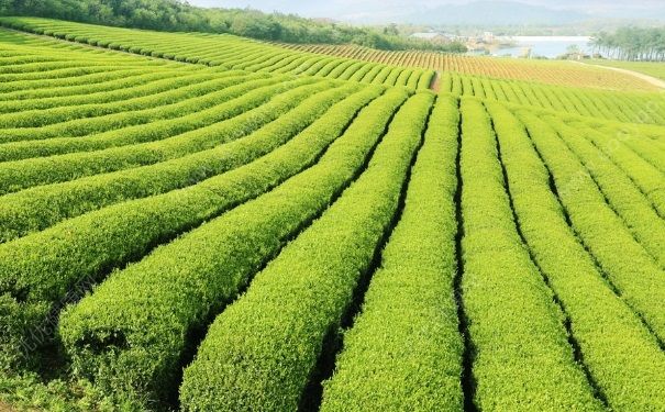 绿茶面膜有什么好处？绿茶面膜有什么功效？(2)