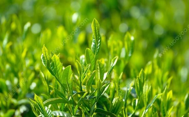 绿茶面膜有什么好处？绿茶面膜有什么功效？(4)