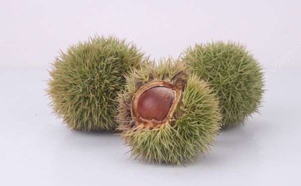 板栗宝宝能吃吗？宝宝可以吃板栗吗？(1)