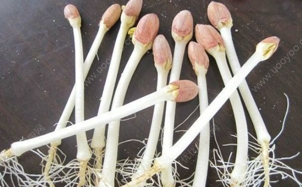 花生芽有毒吗？花生芽可以吃吗？[多图]