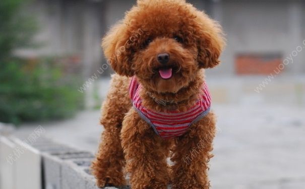狗能吃板栗吗？泰迪狗吃板栗好不好？[多图]