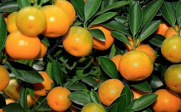 橘子血糖高能吃吗？血糖高能吃橘子吗？(2)