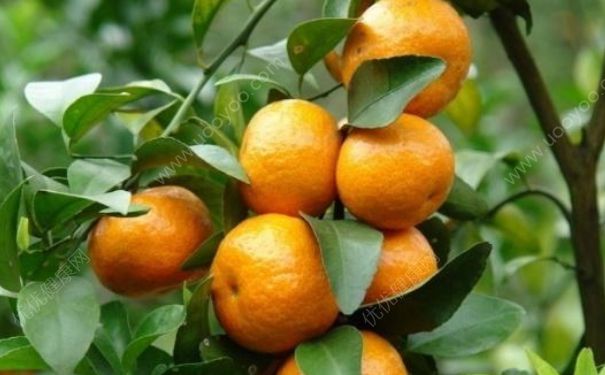 橘子吃多了皮肤易发黄吗？橘子吃多了为什么皮肤容易发黄？(4)