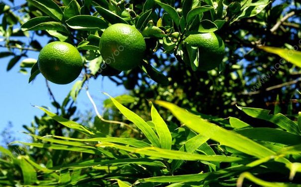 橘子没熟吃了会怎么样？橘子没熟能吃吗？(4)