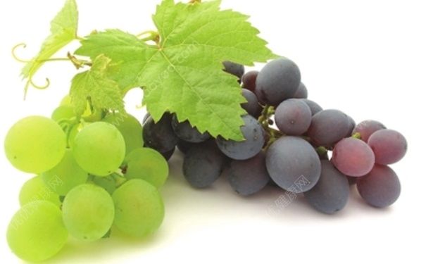 来月经可以吃葡萄吗？来月经能吃葡萄吗？[多图]