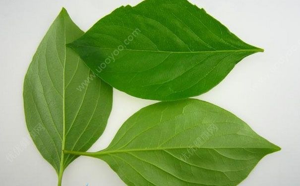柿子叶祛斑偏方 柿子叶祛斑真的有效吗？(3)