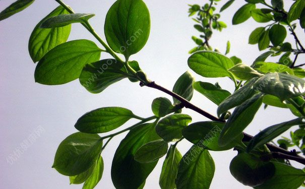柿子叶祛斑偏方 柿子叶祛斑真的有效吗？(4)