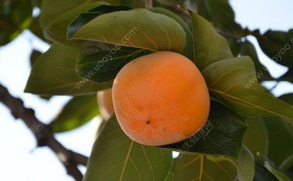 柿子叶祛斑偏方 柿子叶祛斑真的有效吗？(6)