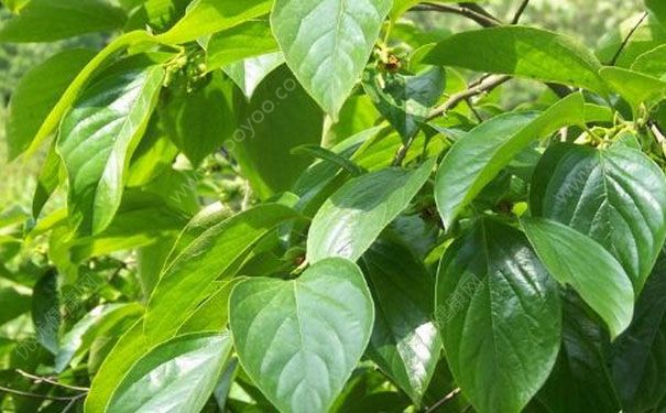柿子叶祛斑偏方 柿子叶祛斑真的有效吗？(2)