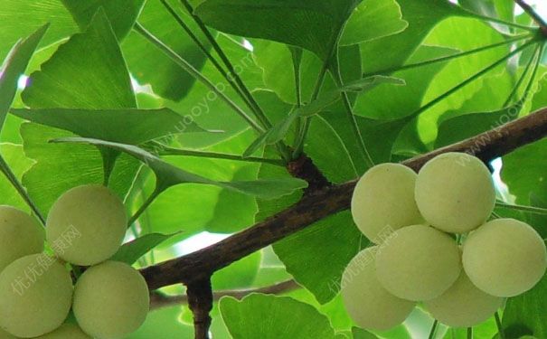 白果什么时候成熟？白果什么时候采摘？[多图]