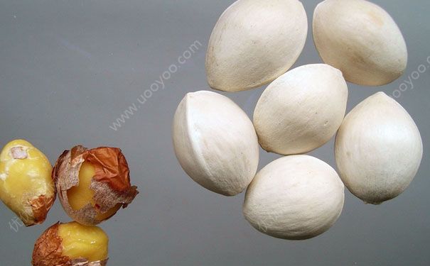 白果是哪种植物的果实？白果有哪些营养？[多图]
