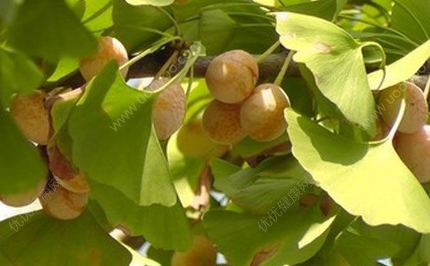 白果什么时候成熟？白果什么时候采摘？(2)