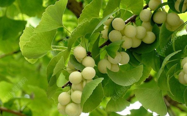 白果什么时候成熟？白果什么时候采摘？(4)